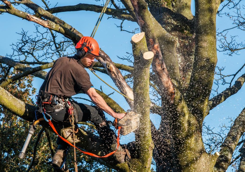 tree service removal