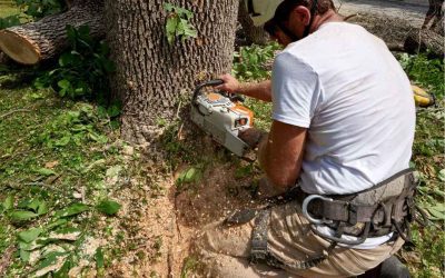 Why Tree Removal Should Always Be Left to the Professionals